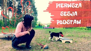 PIERWSZA sesja podstaw pracy z psem Szczeniak border collie Deethra [upl. by Sral205]