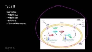 Steroid hormone receptors [upl. by Jada]