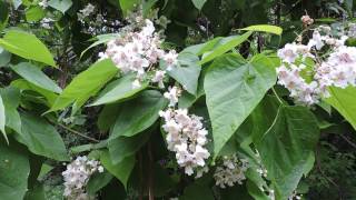 Capital Naturalist Catalpa Tree [upl. by Southworth683]