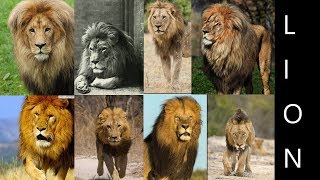 Lion Subspecies Formal Lion Subspecies [upl. by Lladnor]