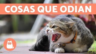 10 cosas que los gatos odian y debes evitar [upl. by Nivac901]