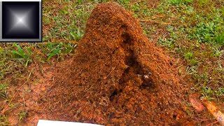 Fire Ant Mound FURY [upl. by Margie]