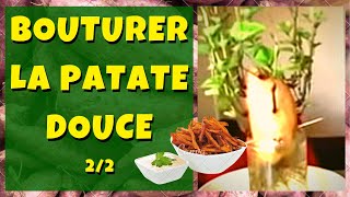 Comment bouturer la patate douce  22 [upl. by Adamson]