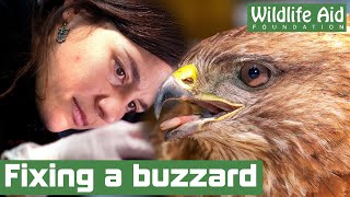 Grounded BUZZARD nursed back to health [upl. by Atinrehs]