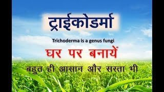 How to make Trichoderma fungi at home  ट्राइकोडर्मा घर पर बनाना बहुत आसान [upl. by Tnarud835]