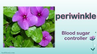 Traditional Medical uses of Periwinkle [upl. by Lucania]