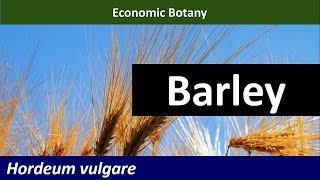 Economic Botany of Barley Hordeum vulgare [upl. by Amolap316]