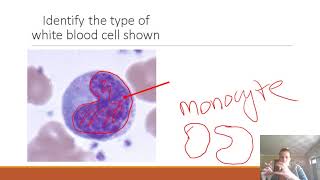 AP II Practice Lab Exam 1 Blood amp Heart [upl. by Anitnamaid355]