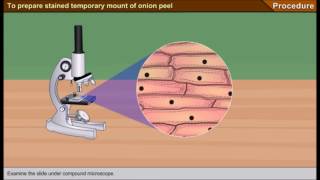 Scienze1osservazione al microscopio ottico delle cellule di una cipolla [upl. by Eibbor]