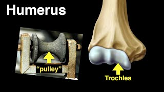 Humerus [upl. by Tiga]