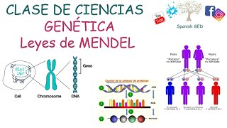 Genética y leyes de MENDEL [upl. by Kapoor]