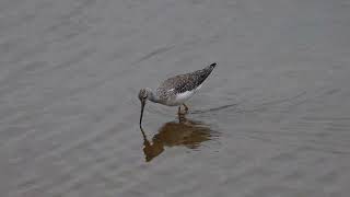 Greater Yellowlegs Tringa melanoleuca [upl. by Nekcerb764]