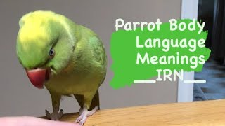 INDIAN RINGNECK PARROT body language  meanings part 1 [upl. by Dnaleel]