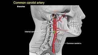 Arteries of the neck [upl. by Yuht737]