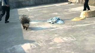 my pet porcupine [upl. by Vallie]