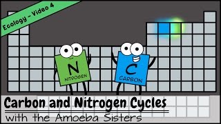 Carbon and Nitrogen Cycles [upl. by Pressey920]