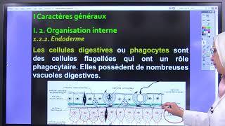 Lenvie daimer extrait de la comédie musicale Les Dix commandements [upl. by Daria]