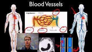 The Circulatory System [upl. by Engenia]