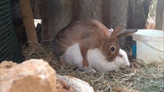 Rabbits 🐰 mating [upl. by Heinrike170]