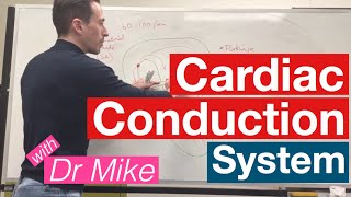 Cardiac Conduction System  Cardiology [upl. by Niabi]