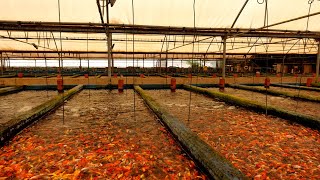 CRAZY Millions of fish at these farms [upl. by Eeliab]