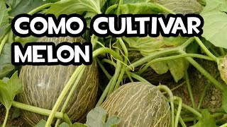 Cómo Cultivar Melón  Huerta orgánica [upl. by Ahsilac524]