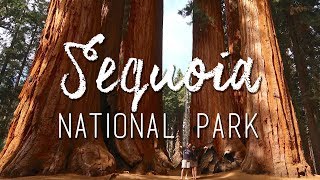 Sequoia National Park  Biggest trees in the world [upl. by Otrebor117]