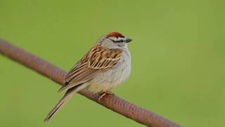 Chipping Sparrow Trilling [upl. by Valene]