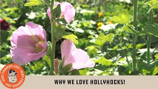 Why We Love Hollyhocks [upl. by Nanete]