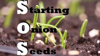 How to Start Onions Indoors  Growing from seed [upl. by Jed]