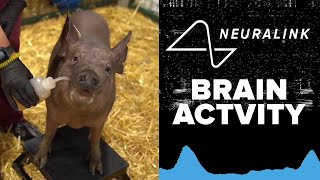 FULL REVEAL Elon Musks Neuralink chip tested live in pig brains [upl. by Ahsaenat]