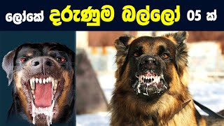 ලොව භයානකම සහ ප්‍රචංඩකාරී බල්ලන් 05 දෙනා මෙන්න  Top 05 Dangerous Dogs in the World  Sinhala [upl. by Aland]