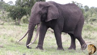 Kukura  Elephant Bull With Longest Tusks In Kruger Park [upl. by Atilek]