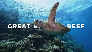 The Incredible GREAT BARRIER REEF  Cinematic Film [upl. by Nykal530]