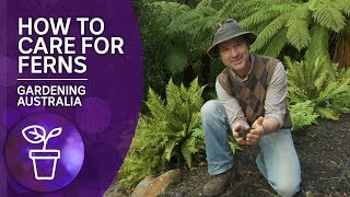 How to grow and care for ferns [upl. by Wavell]