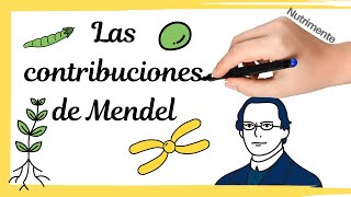 Las contribuciones de Mendel [upl. by Esirrehc]