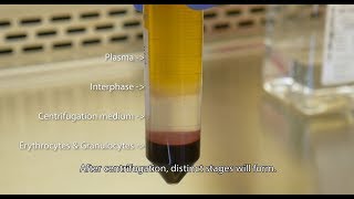 Isolate PBMCs with Lymphopure™ [upl. by Chao]