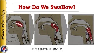 Physiology of Deglutition Swallowing [upl. by Fabiola]