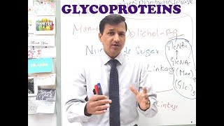 Glycoproteins A Quick Review [upl. by Myrvyn]