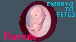 Embryo to Fetus Weeks 912 of Pregnancy  Parents [upl. by Gayla]