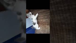 mama dimana cats kucinglucu comedy funnykittens funnycats viralshorts shorts fyp trending [upl. by Llirred]