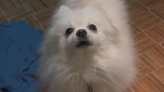 GABE THE DOG ORIGINAL VIDEO [upl. by Tillie]