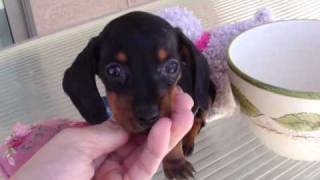 TINY MICRO TEACUP POCKET MINIATURE DASCHUND PUPPY quotANDYquot [upl. by Ymerej577]