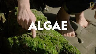 Definitions in the Field Algae [upl. by Gimble564]