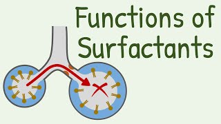 Functions of Surfactants in Alveoli [upl. by Znarf]