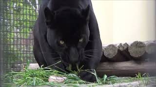 Real Bagheera from Jungle Book black panther [upl. by Aynas]