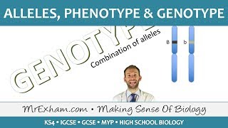 Alleles phenotype and genotype  GCSE Biology 91 [upl. by Nytsyrk495]