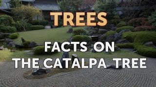 Facts on the Catalpa Tree [upl. by Odilia754]