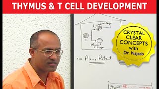 Thymus and T Cell Development  Immunology [upl. by Lasorella]