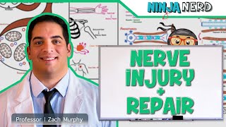 Neurology  Nerve Injury amp Repair Wallerian Degeneration amp Regeneration [upl. by Ettegirb]